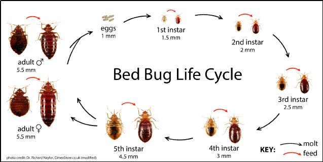 Bed bugs on sale en español